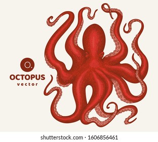 Octopus colored illustration. Hand drawn vector seafood illustration. Engraved style squid. Vintage zoology image