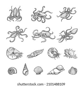 Octopus, cuttlefish and seashell sketches of shellfish and mollusk vector design. Vintage sea animal and shell, marine snail, clam, conch and scallop isolated hand drawn sketches, ancient map elements