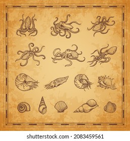 Octopus, cuttlefish and shellfish mollusc sketches. Vintage map elements, vector ocean monsters and deep-sea creatures with tentacles and shells. Nautilus, cuttlefish and conch, scallop seashells