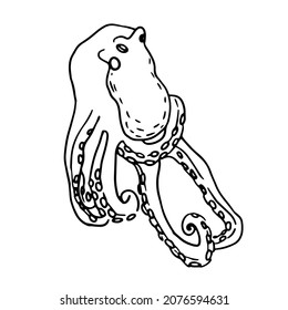 Octopus al estilo doodle. Vector aislado.