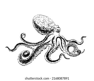 Octopus drawn in black ink, brush texture. Engraving style.