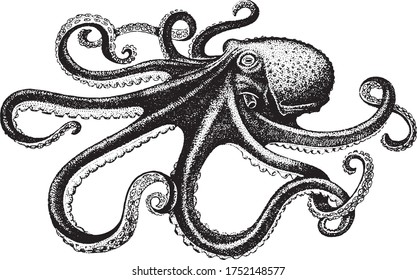 Octopus, Fish collection. Healthy lifestyle, delicious food. Hand-drawn images, black and white graphics.