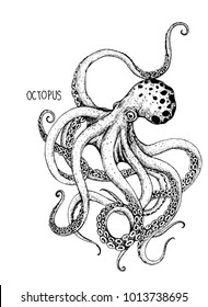 The Octopus Hand Drawing On White Background.