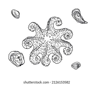 The octopus hand drawing on white background.
