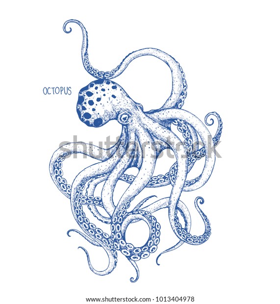 Octopus Hand Drawing On White Background Stock Vector (Royalty Free ...