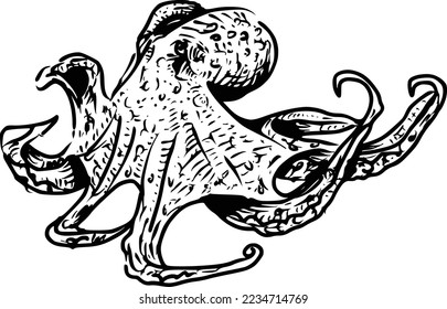 Octopus hand drawing vintage engraving illustration on white background