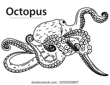 Octopus hand drawn black line sketch, vector shape, editable, coloring page, animal, ocean, Wild, simple design