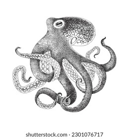 Octopus hand drawn monochrome vector illustrations