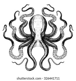 Octopus - Hand Drawn Sea Monster