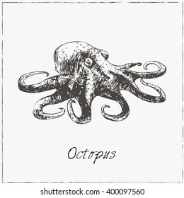 Octopus. Hand drawn sketch. Collection of seafood. Vector illustration of for design menus, recipes and packages product.