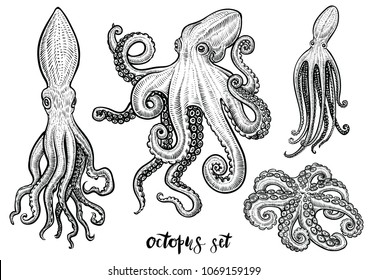 Octopus hand drawn vector illustrations. Black engraving line art set isolated on white.