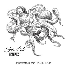 Octopus is hand drawn. Vector sketch illustration of detailed drawn realistic black and white octopus isolated on white background. Engraving of underwater life.