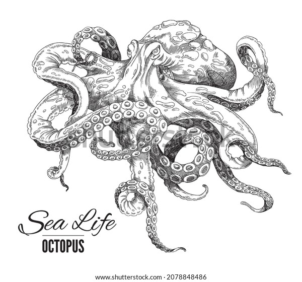 Octopus Hand Drawn Vector Sketch Illustration Stock Vector (Royalty ...