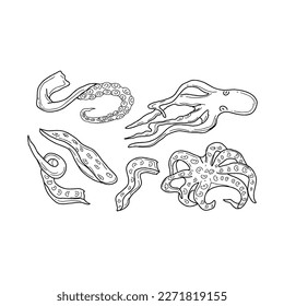 octopus handrawn doodle illustrations vector set