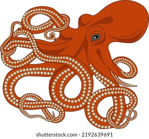 The octopus has eight tentacles equipped with numerous suction cups