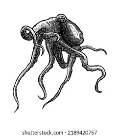 Octopus illustration. Kraken with tentacles, vintage engraving vector sketch. Sea giant monster animal hand drawn in realistic style with every tiny detail.
