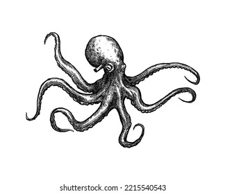 Octopus illustration. Kraken with tentacles, vintage engraving vector sketch. Sea giant monster animal hand drawn in realistic style with every tiny detail.