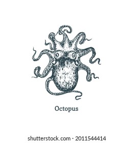 Octopus illustration. Mollusk sketch in vector. Drawing in engraving style.