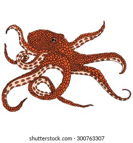 Octopus illustration - (Octopus vulgaris) isolated on white background