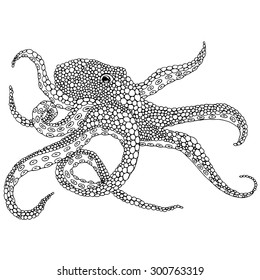 Octopus illustration - (Octopus vulgaris) isolated on white background