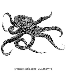 Octopus illustration - (Octopus vulgaris) isolated on white background