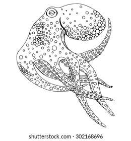 Octopus illustration - (Octopus vulgaris) isolated on white background