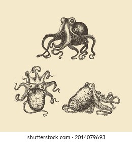 Octopus illustrations. Mollusk sketches in vector. Drawing set in engraving style.
