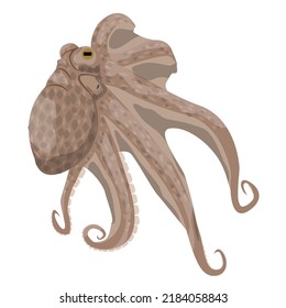 Octopus, inhabitants of the warm tropical seas. Realistic vector animals.