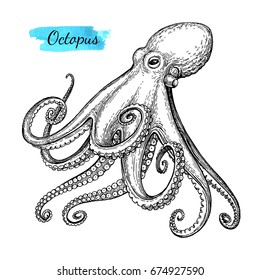 Octopus ink sketch. Isolated on white background. Hand drawn vector illustration. Retro style.