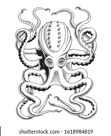 Octopus or Kraken hand drawing high-detailed vintage engraving black and white vector illustration. 