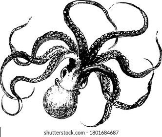 Octopus is a mollusk having soft body with eight limbs, vintage line drawing or engraving illustration.