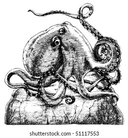 octopus on a rock illustration image 