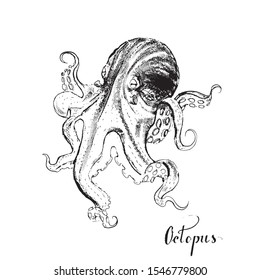 Octopus print illustration design isolated vector
