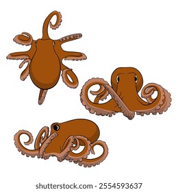 Octopus Sea Animal Vector for Illustration