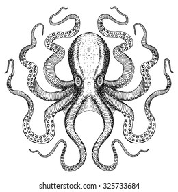 Octopus - Sea Monster