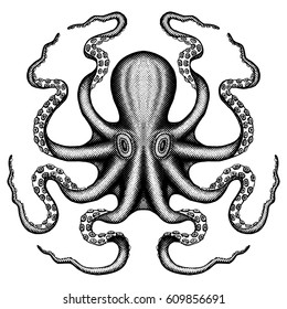 Octopus - Sea Monster