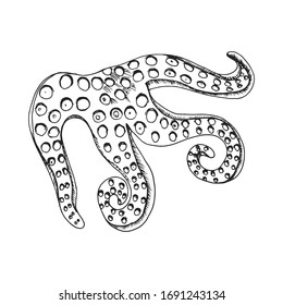 octopus seafood. sketch isolated on white background