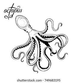 Octopus. Seafood. Vector illustration. Isolated image on white background. Vintage style.