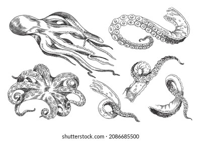 Octopus. Set of vector hand drawn black and white sketches of octopus and tentacles isolated on white background. Octopuses for tattoo in retro style.
