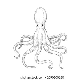 Octopus sketch engraving style illustration