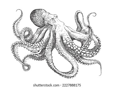 Octopus sketch hand drawn engraving style Underwater animals Vector illustration.