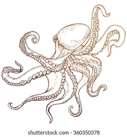 Octopus Sketch Hand Drawn Illustration