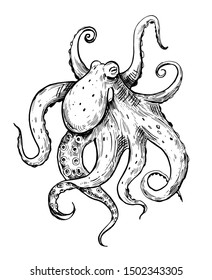 Octopus sketch. Hand drawn outline converted to vector