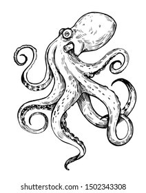 Octopus Sketch. Hand Drawn Outline Converted To Vector