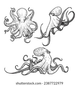 Octopus sketch hand drawn vector illustrations set. Engraving line art collection. Best for nautical designs.