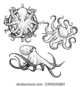 Octopus sketch hand drawn vector illustrations set. Octopus on the helm. Engraving line art collection. Best for nautical designs.