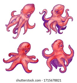 Octopus, sketch, ocean animal, undersea kraken and underwater creature, vector cartoon illustration. Hand drawn color sketch octopus, seafood, hand, marine oceanarium or tattoo design
