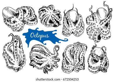 Octopus in sketch style. Collection of hand drawn illustration