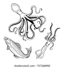 Octopus, squid, fish. Seafood. Vector illustration. Isolated image on white background. Vintage style.