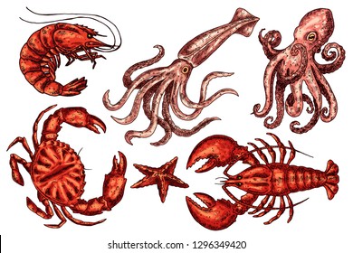 Octopus, squid, lobster, starfish, prawn isolated vector color sketch icon.